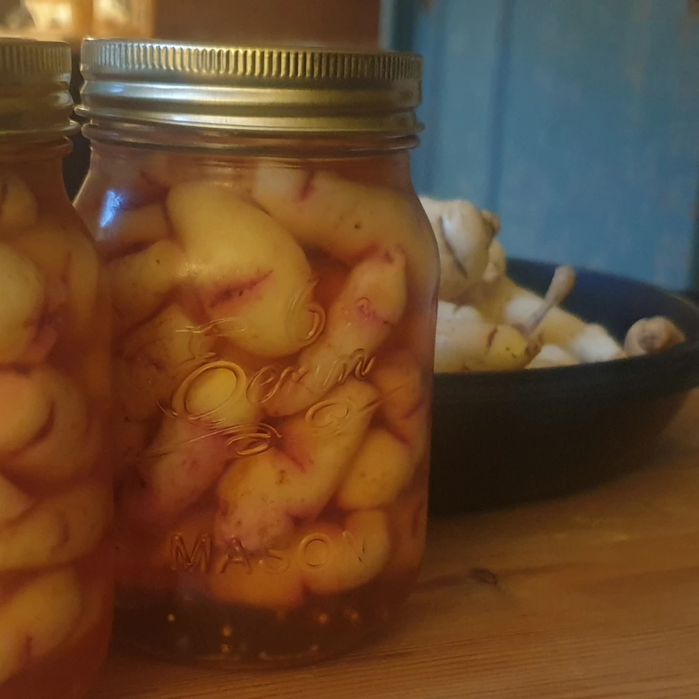 Jar of pickled mashua