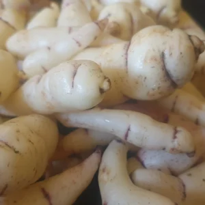 Mashua Tubers - Second Generation Welsh Mountain Stock