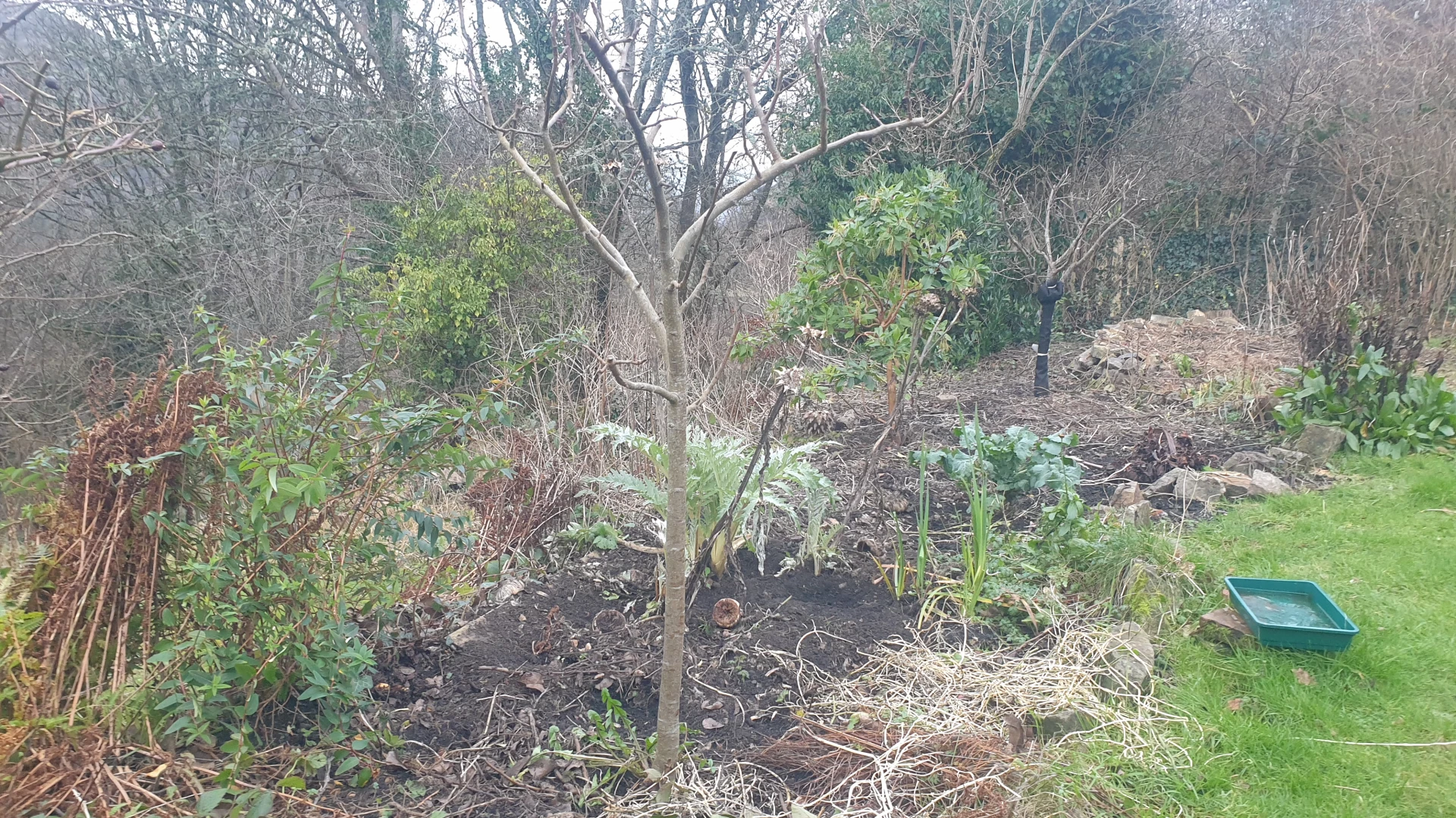Permaculture garden in Welsh mountain landscape