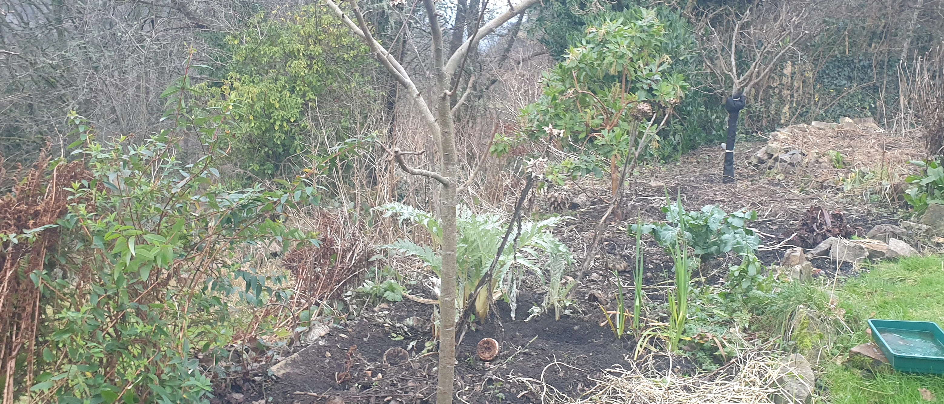 Welsh mountain permaculture terrace